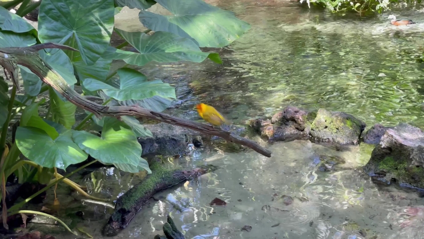 Golden palm weaver perched on a Tree Branch along the Water River Pond, flies away
