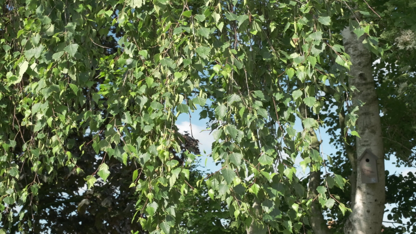 Waving silver birch or betula pendula branches in spring with fresh green leaves and birch catkins. Birch catkins can be a trigger for spring allergy Royalty-Free Stock Footage #1091198023