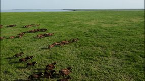 Wild Horses Running, Wild mustangs run on the beautiful green grass. Herd of horses, mustangs running on steppes aerial view. Slow motion, 10 bit color video