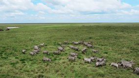 Aerial shot of a zebra Tanzania. Wildebeests Herd Great Migration in African Savanna of Serengeti National Park in Tanzania, Africa. Drone video group zebras running with trees beautiful landscape