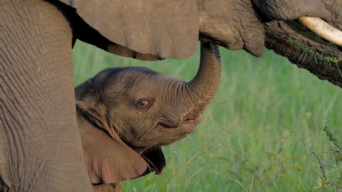 cute small elephant, epic portrait pretty new born baby calf in forest. herd family of African elephants grazing on grasslands of South Africa, revealing scale difference and growth from calf to bull