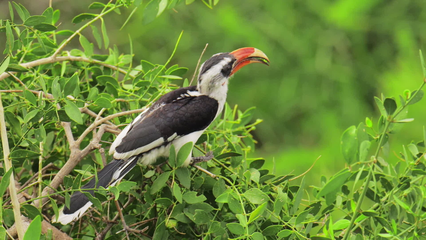 Wreathed hornbill is a species of hornbill found in forests from far north-eastern India and Bhutan, east and south through mainland Southeast Asia and the Greater Sundas in Indonesia, except Sulawesi Royalty-Free Stock Footage #1091199225