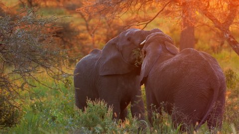 Elephant fight in svannah, tusks and trunks up, big strength, weight and muscles. Two young African elephants fight epic on sunset. Adults watch what is happening and pour mud cooling. African safari.