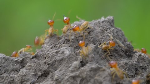 Trinervitermes is a termite genus belonging to family Termitidae, which is native to the Old World. They inhabit grasslands and store grass in their nests or mounds, just below the ground surface.