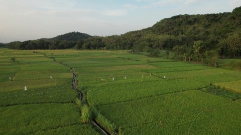aerial views of lush green rice fields. Paddy fields are rice barns for the people. aerial videography. oryza sativa. Indonesian landscape. sawah hijau Indonesia.