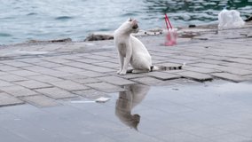 A cute white and tabby stray cat is sitting outside and its reflection is amazing