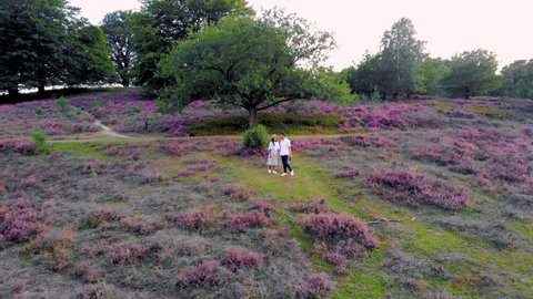 Posbank national park Veluwezoom, blooming Heather fields during Sunrise at the Veluwe in the Netherlands, purple hills of the Posbank Netherlands