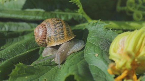 Snail on a vegetable marrow close-up. Snail in the garden. Snail in natural habitat. Snail farm.