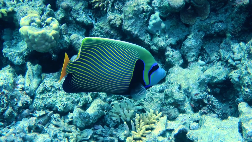 The bright and beautiful Emperor angelfish (Pomacanthus imperator) turns leisurely and hides behind a ledge of coral reef. | Shutterstock HD Video #1091216615