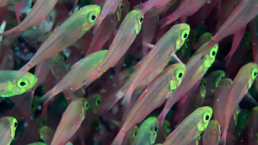 Fish in huge aggregations of Pigmy sweeper (Parapriacanthus ransonneti) are in continuous motion, close-up. Royalty-Free Stock Footage #1091216639