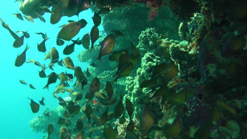 A large flock of Dusky sweeper (Pempheris adusta) circulates in the shade under a large coral reef ledge. Royalty-Free Stock Footage #1091216645