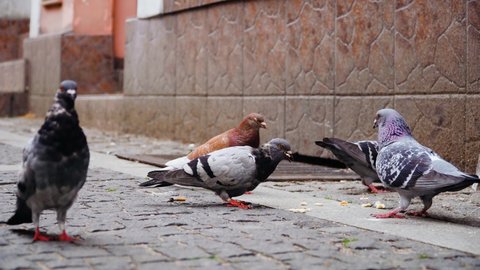 Flock of urban large pigeons peck bread crumbs from sidewalk. Modern urban town landscape