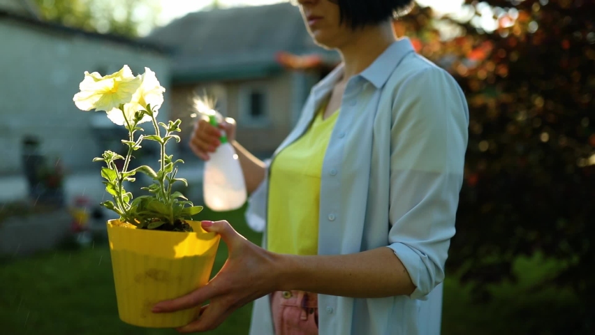 Woman hold in hands a pot of petunia surfinia flowers and spraying, watering. Female getting ready to plant flowers. Gardener in the summer or springtime backyard at home.