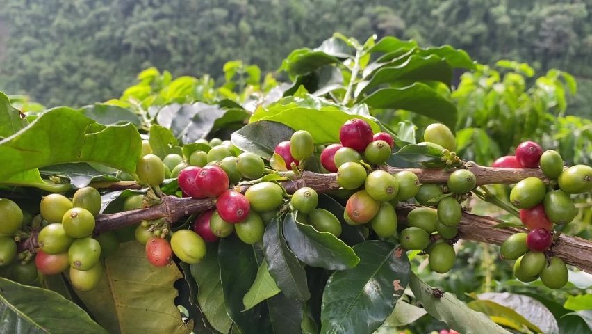 Coffee beans being picked manually by man agriculturist hands. Colombian special coffee. Royalty-Free Stock Footage #1091216941