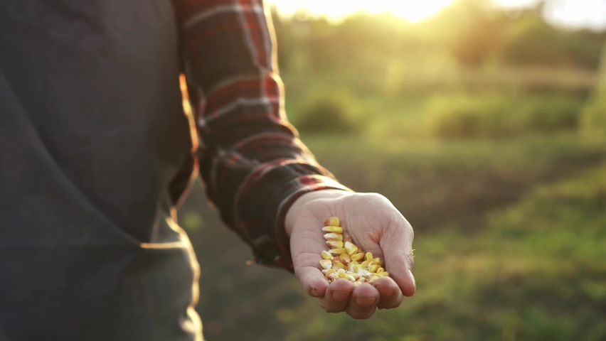 Corn seeds for sowing plantation fields agronomist stands on the soil showing yellow corn seeds in his hand for sowing, Agriculture tillage robot agronomist
 Royalty-Free Stock Footage #1091218209
