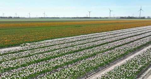 Aerial view of flowering tulip field and wind turbines, Flevoland, Netherlands