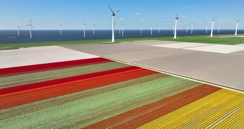 Aerial view of tulip field and wind farm, Flevoland, Netherlands