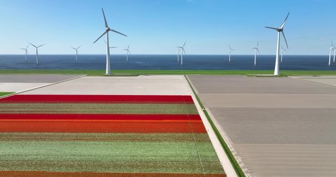 Aerial view of tulip field and wind farm, Flevoland, Netherlands