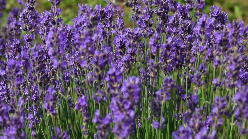 insect called Hummingbird hawk-moth that sucks nectar from lavender flowers by beating its wings quickly up to 80 times per second