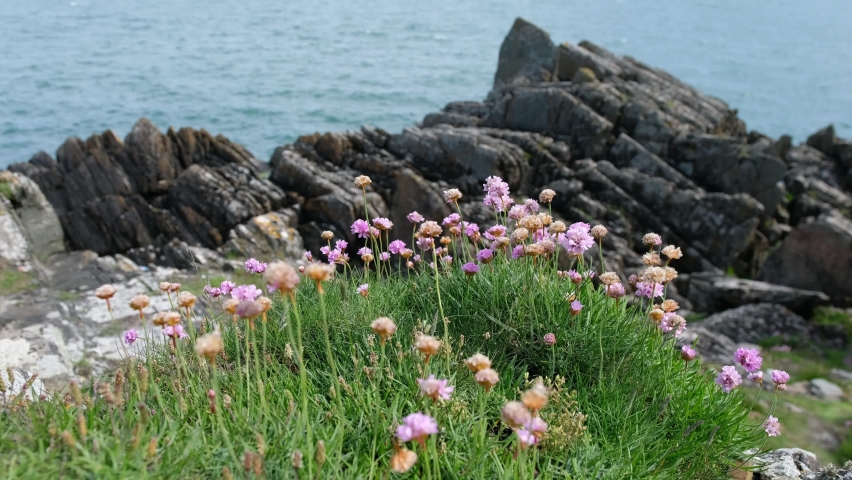 Wild flowers Irish coast line