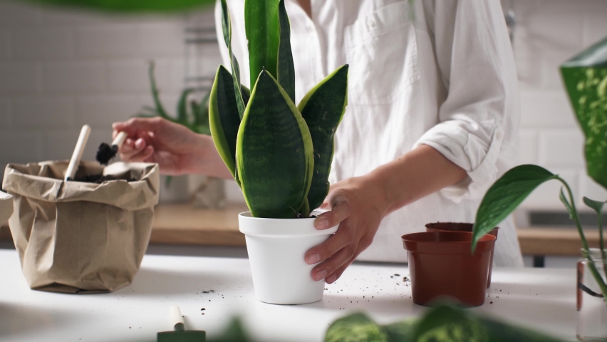 White Race Girl Gardener Transplants Plants Home Garden Plants into New Pots for More Favorable Growth, Home Gardener Caring for Indoor Plants Changing Plant Soil
 Royalty-Free Stock Footage #1091225381
