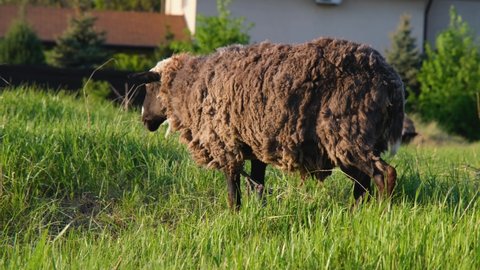 Sheep in nature at golden hour. Beautiful sheep in a green field close-up. A beautiful sheep. sheep in the countryside.