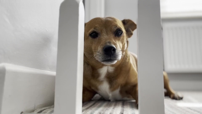 Cute brown Jack Russel dog staring into the camera wanting attention and love from the owner.