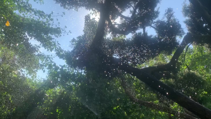 trees and grass receiving water in a public park