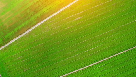Aerial view of agriculture in rice fields for cultivation. Natural texture for background. green rice paddies in Nonthaburi, Thailand. 4K drone.