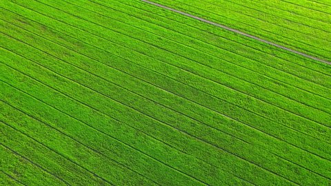 Aerial view of agriculture in rice fields for cultivation. Natural texture for background. green rice paddies in Nonthaburi, Thailand. 4K drone.