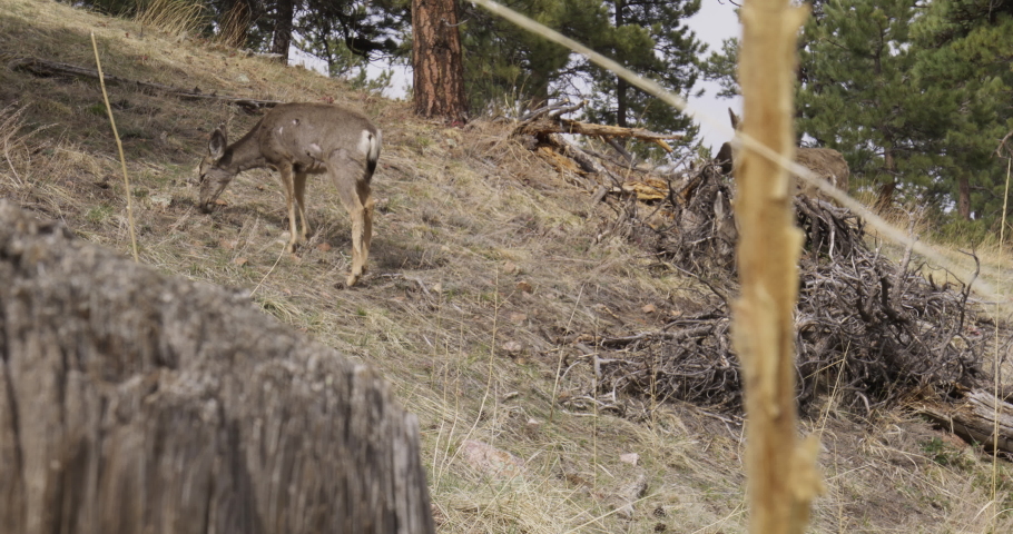 Deer Feeding Wild Deer Mountain Deer Deer Eating Wild Animal Herd