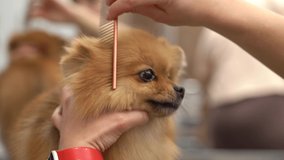 German Spitz dog being groomed in groomer studio, filmed in close up.Video clip of specialist taking care of cute little red fluffy dog. Pet grooming salon concept. 4k footage