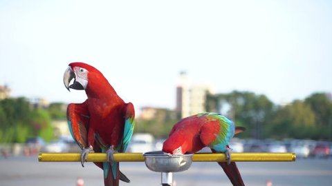 Psittacidae Animalia Macaws, colorful and cute at a bird race event in Bangkok

