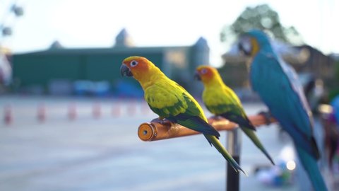 Psittacidae Animalia Macaws, colorful and cute at a bird race event in Bangkok

