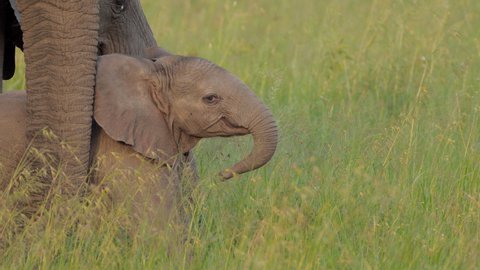 baby elephant, epic portrait pretty cute small new born calf in forest. herd family of African elephants grazing on grasslands of South Africa, revealing scale difference and growth from calf to bull