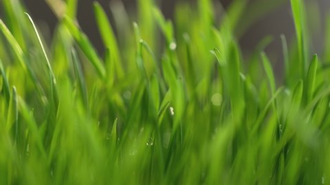 Green grass close-up. Grass in slow motion. Closeup rotation
