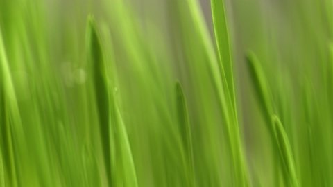 Green grass close-up. Grass in slow motion. Closeup rotation