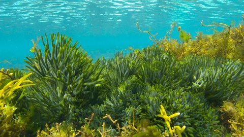 Algae with ripples of water surface underwater (mostly green seaweeds Codium tomentosum), Atlantic ocean, Spain, 59.94fps