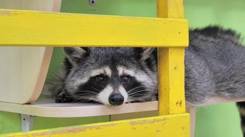 Close-up portrait of an american raccoon in contact zoo. Young curious racoon laying on shelf and sniffing around for food. Funny adorable animal.