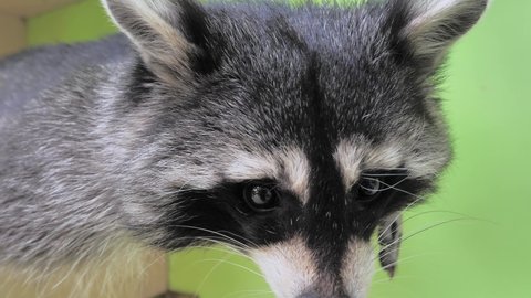 Close-up slow motion portrait of an american raccoon in contact zoo. Young curious racoon laying on shelf and sniffing around for food. Funny adorable animal.