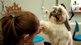 A Shih Tzu dog has its hair combed with a special comb in a grooming salon
