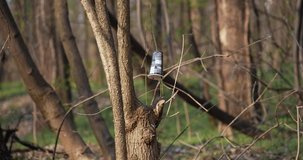 throwing coffee junk into nature in the woods