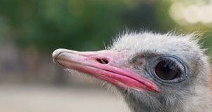 an isolated ostrich head with large eyes and a red beak