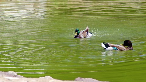 Mallard Wild Ducks Grooming Floating in Green Lake Footage.
