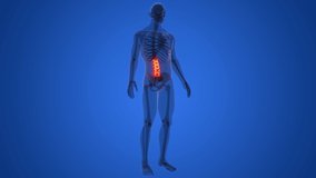 Spinal Cord Vertebral Column Lumbar Vertebrae of Human Skeleton System Anatomy Animation Concept. 3D