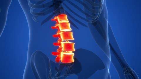 Spinal Cord Vertebral Column Lumbar Vertebrae of Human Skeleton System Anatomy Animation Concept. 3D