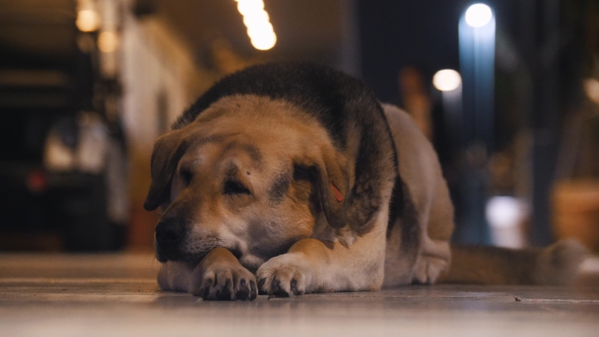 A lonely street dog blinks its eyes on a busy street