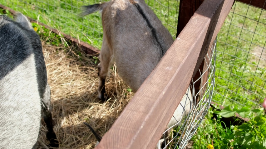 Little girl feeds grass to a goat in a corral.