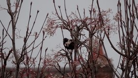 Close up slow motion of black bird perched on tree branch the flying off