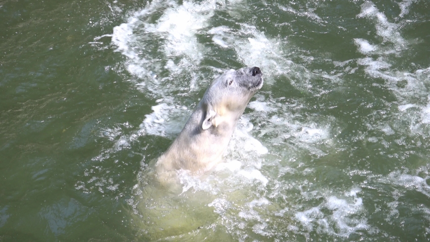 Polar bear (Ursus maritimus) swimming in the water
